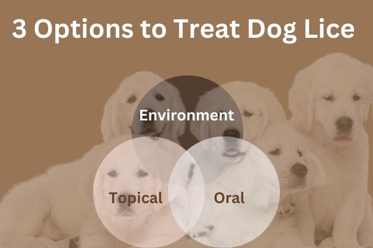 3 Options For Dog Lice Treatment