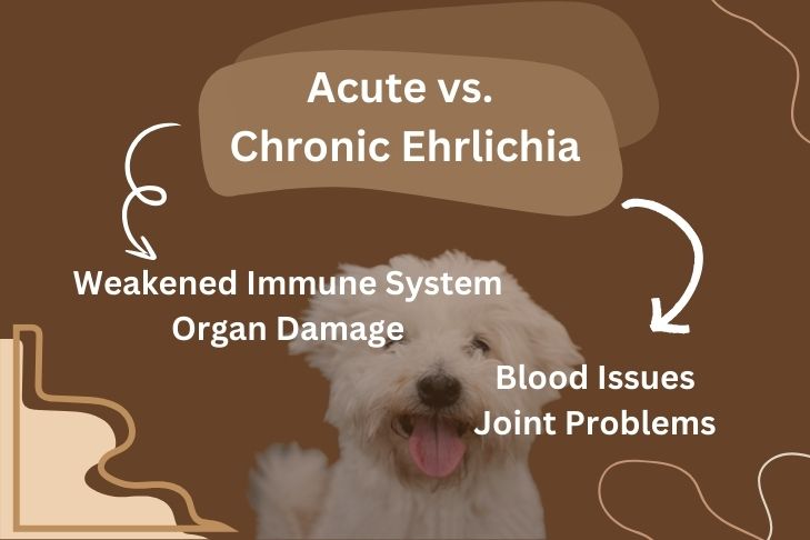 Acute vs. Chronic Ehrlichia