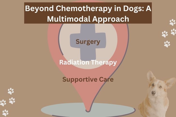 Beyond Chemotherapy in Dogs