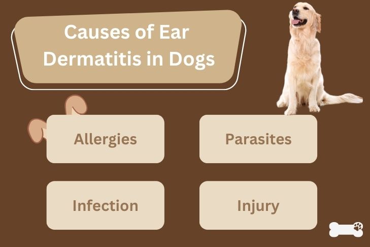 Causes of Ear Dermatitis in Dogs