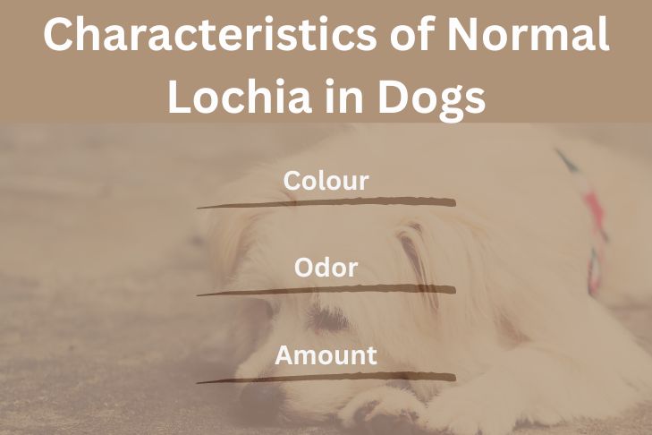 Characteristics of Normal Lochia in Dogs