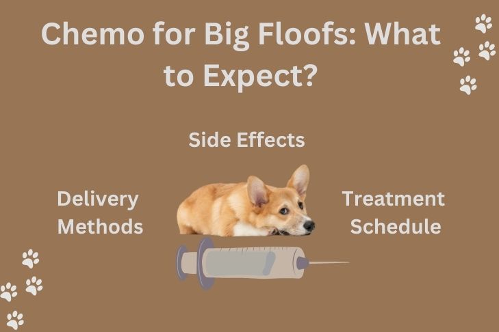 Chemo for Big Floofs