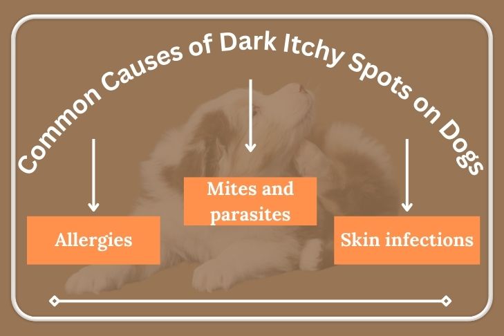 Common Causes of Dark Itchy Spots