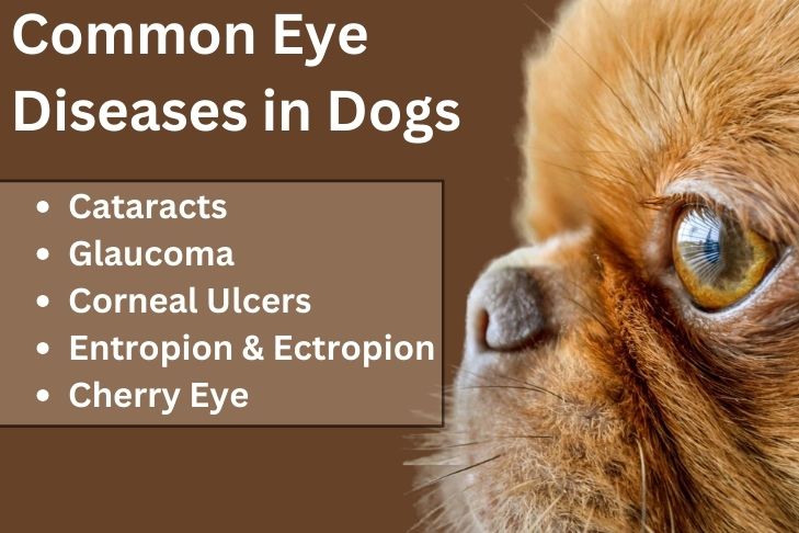 Common Eye Diseases in Dogs