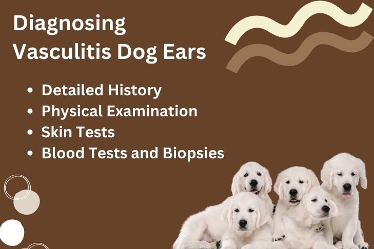 Diagnosing Vasculitis Dog Ears