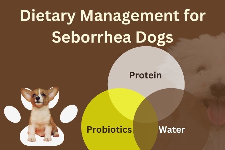 Dietary Management for Seborrhea Dogs