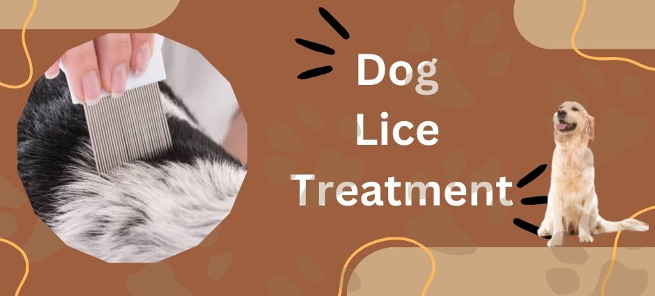 dog lice treatment