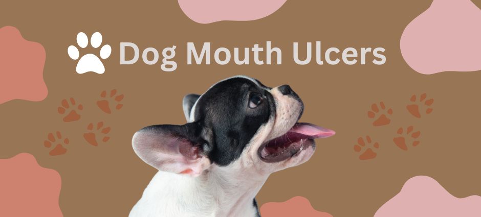 dog mouth ulcers