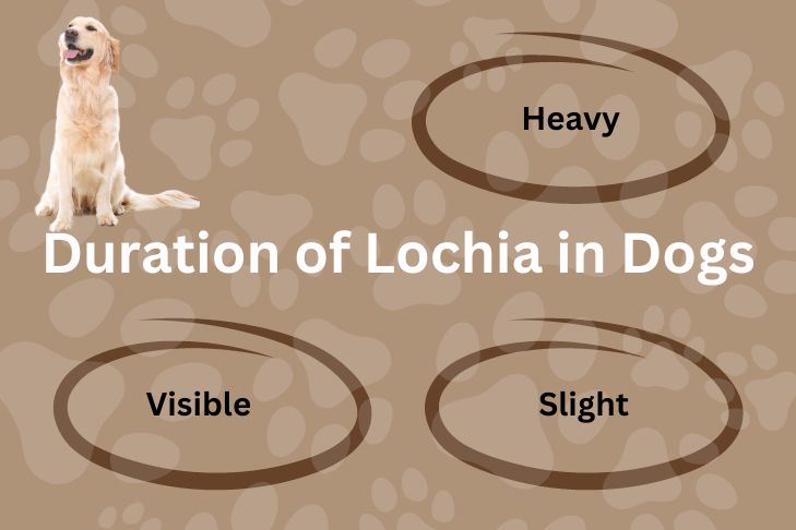 Duration of Lochia in Dogs