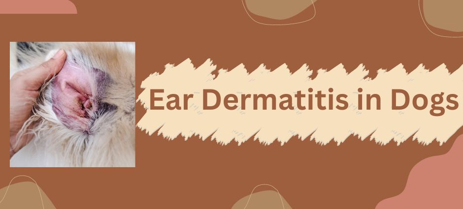 ear dermatitis in dogs