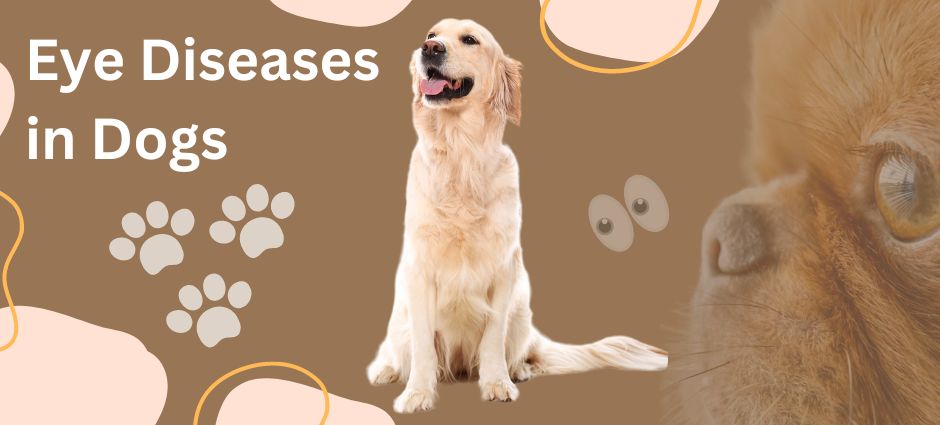 eye diseases in dogs