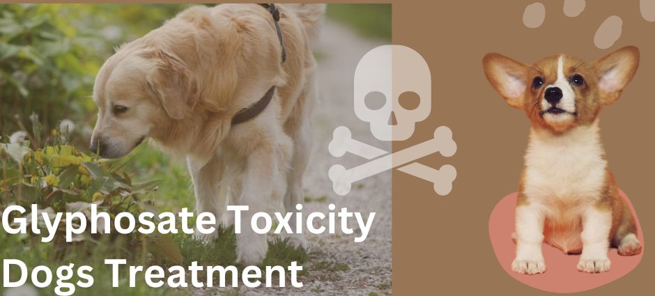 glyphosate toxicity dogs treatment