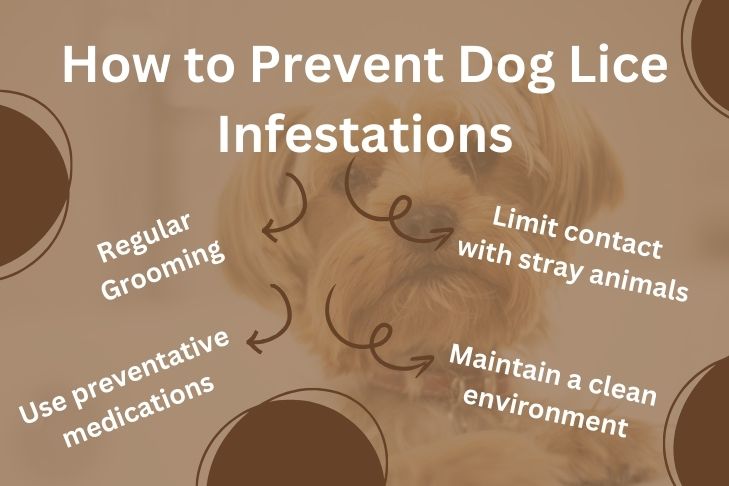 How to Prevent Dog Lice Infestations