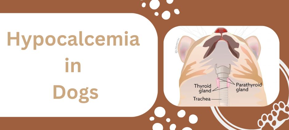 hypocalcemia in dogs