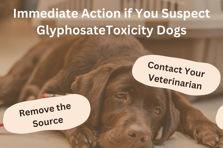 Immediate Action if You Suspect Glyphosate Toxicity Dogs