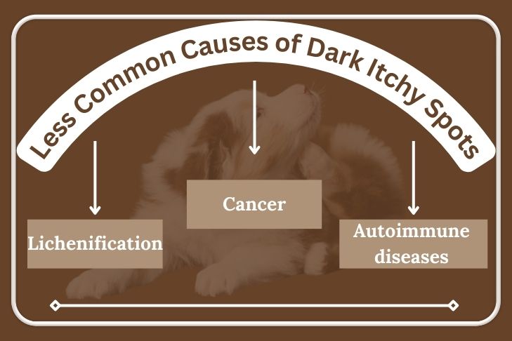 Less Common Causes of Dark Itchy Spots