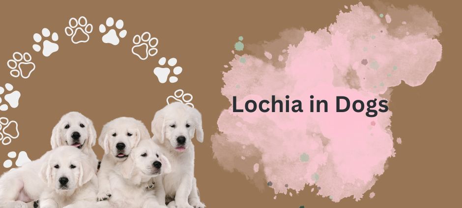 lochia in dogs