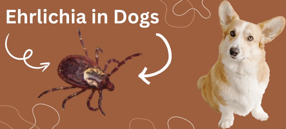 long-term effects of ehrlichia in dogs