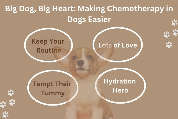 Making Chemotherapy in Dogs Easier