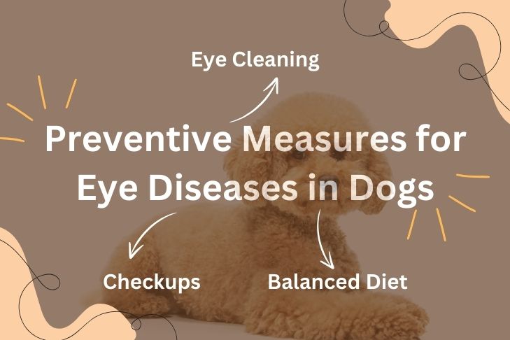 Preventive Measures for Eye Diseases in Dogs