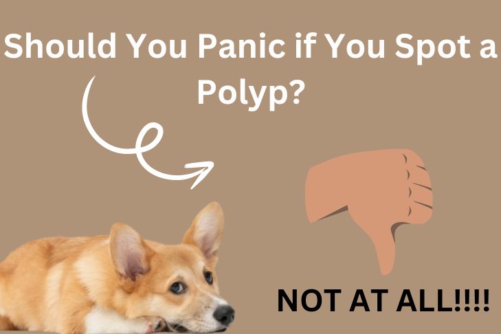 Should You Panic if You Spot a Polyp