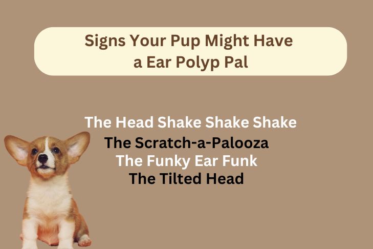 Signs Your Pup Might Have a Ear Polyp Pal