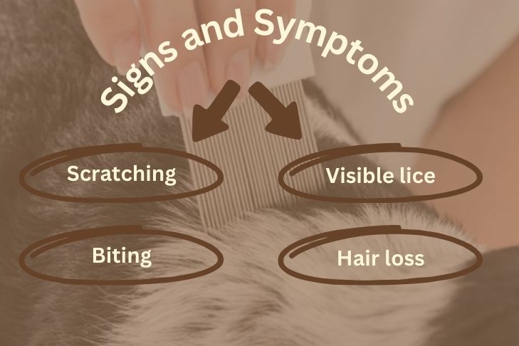 Signs and Symptoms of Dog Lice Infestation