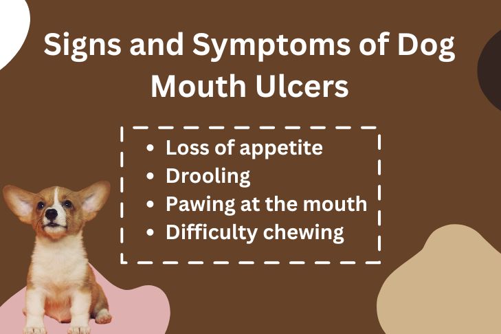 Signs and Symptoms of Dog Mouth Ulcers