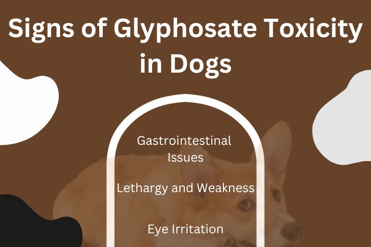 Signs of Glyphosate Toxicity in Dogs