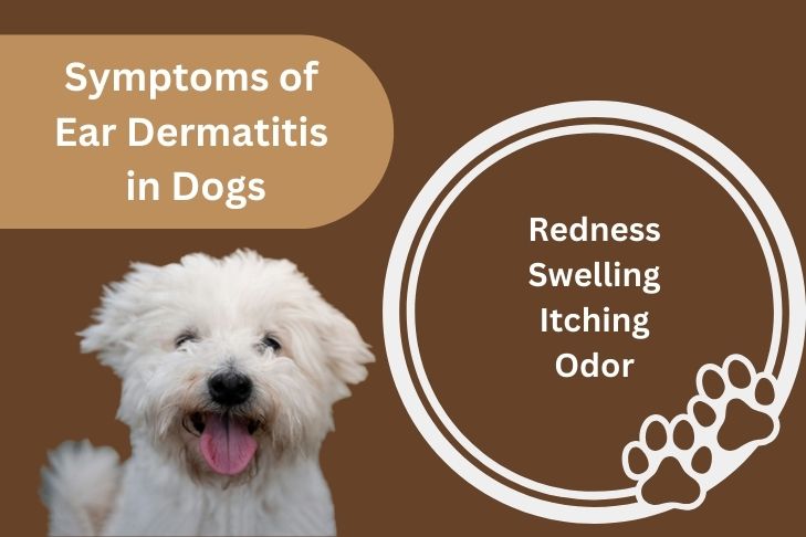 Symptoms of Ear Dermatitis in Dogs