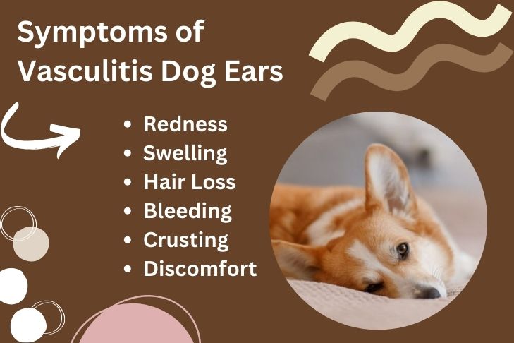 Symptoms of Vasculitis Dog Ears