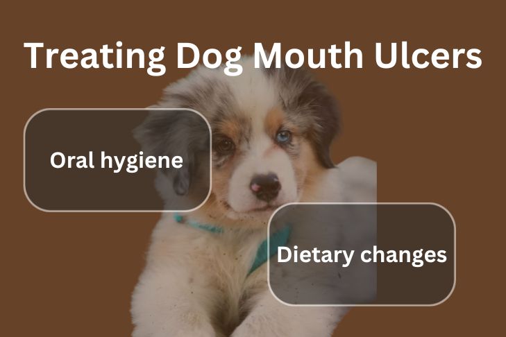 Treating Dog Mouth Ulcers