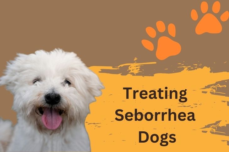 Treating Seborrhea Dogs