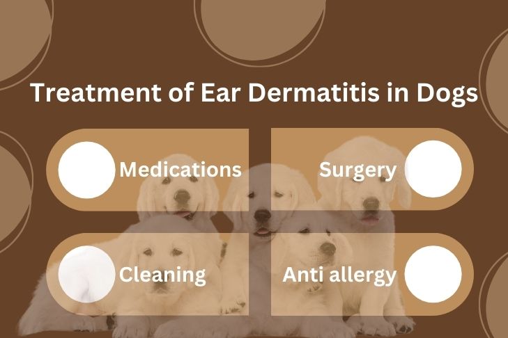 Treatment Options for Ear Dermatitis in Dogs