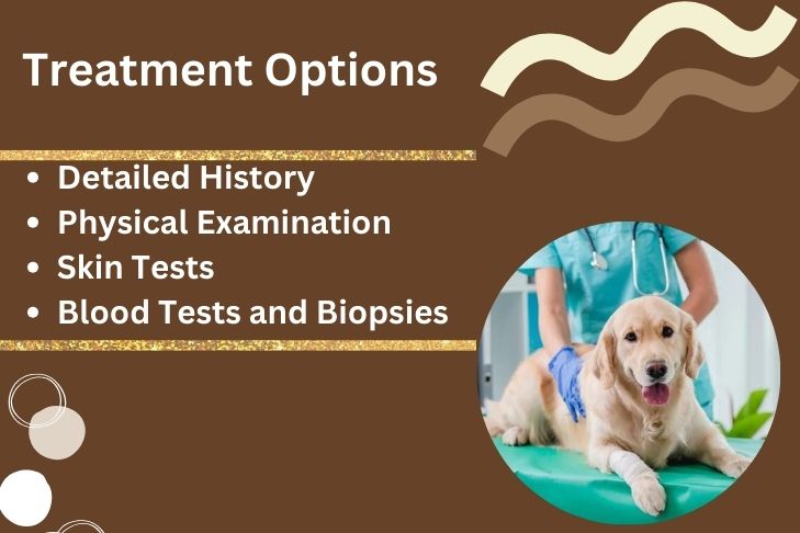 Treatment Options for Vasculitis Dog Ears