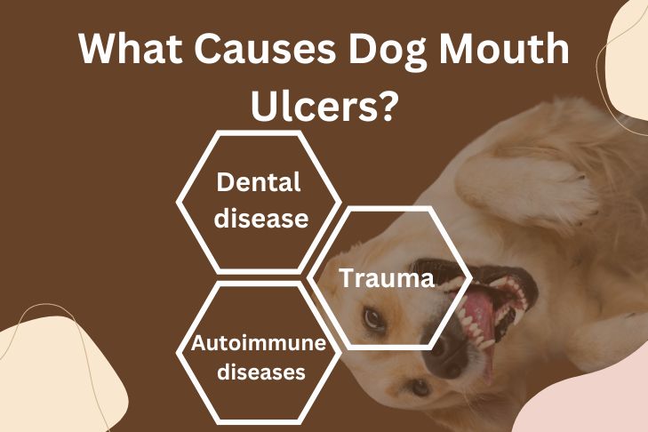 What Causes Dog Mouth Ulcers