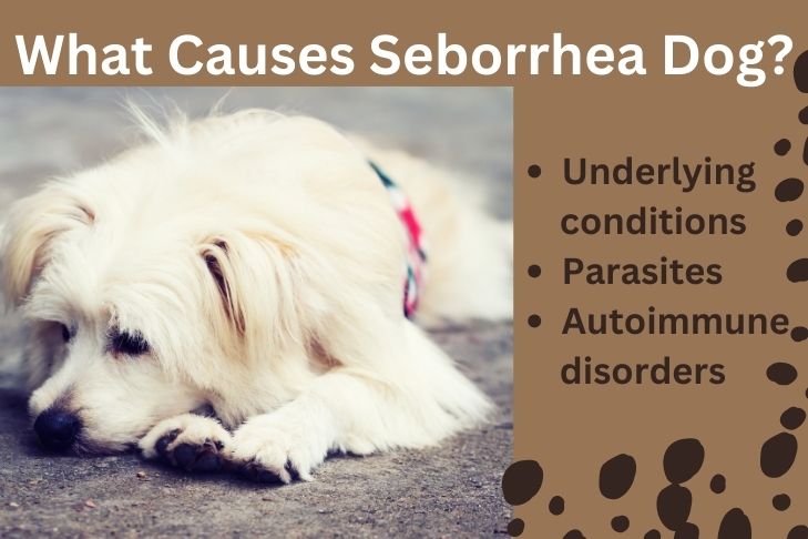 What Causes Seborrhea Dog