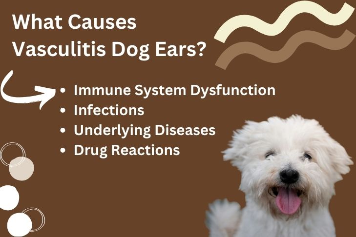 What Causes Vasculitis Dog Ears