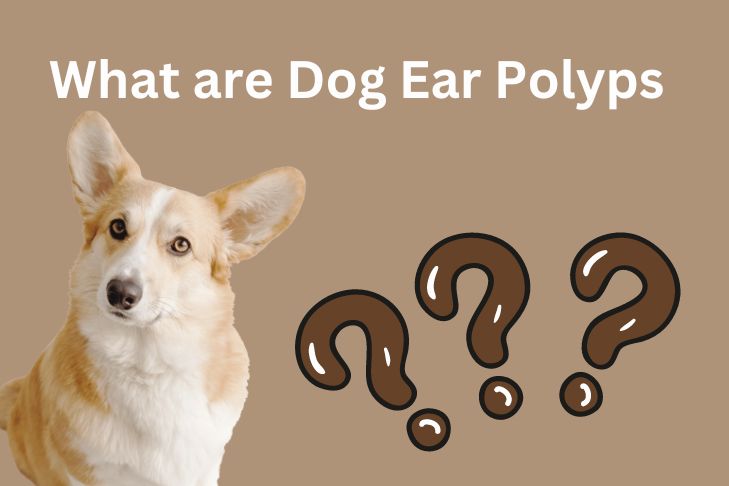 What are Dog Ear Polyps