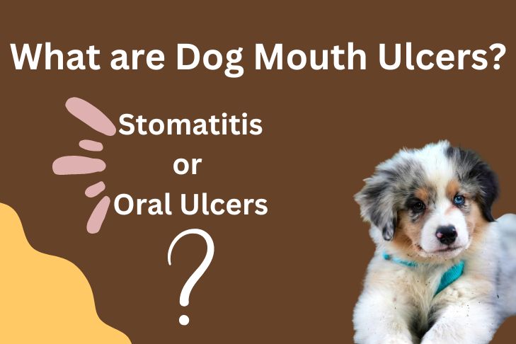 What are Dog Mouth Ulcers?