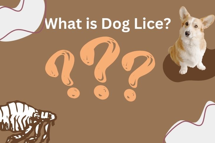 What is Dog Lice