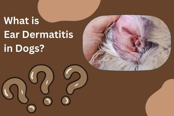 What is Ear Dermatitis in Dogs