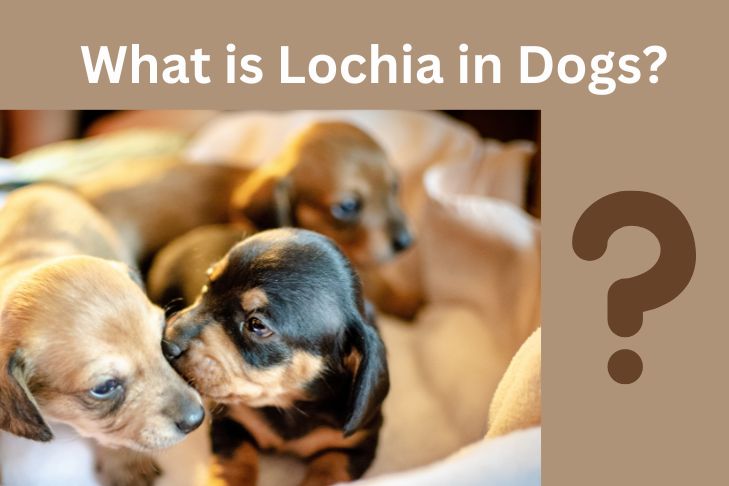 What is Lochia in Dogs