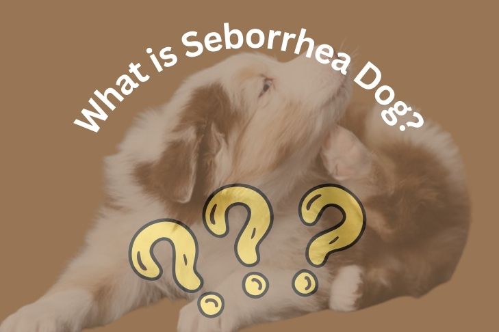 What is Seborrhea Dog