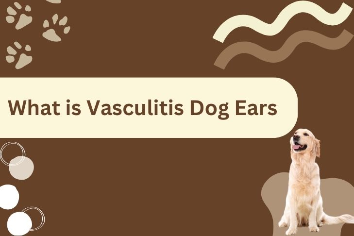 What is Vasculitis Dog Ears