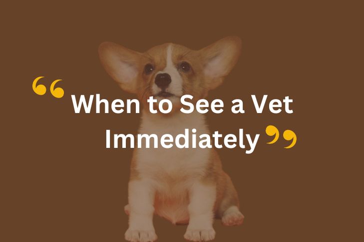 When to See a Vet Immediately