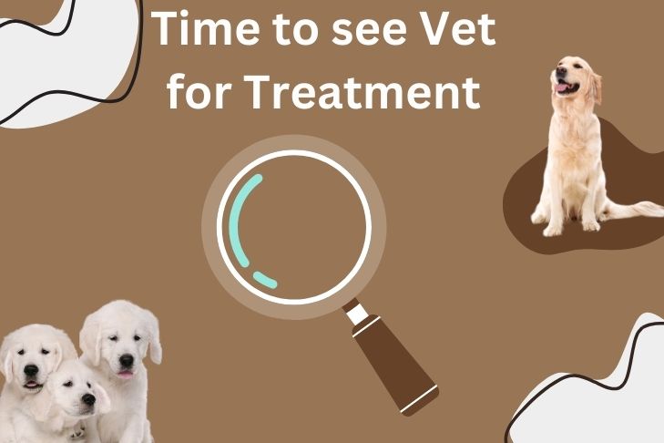 When to See a Vet for Dog Lice Treatment