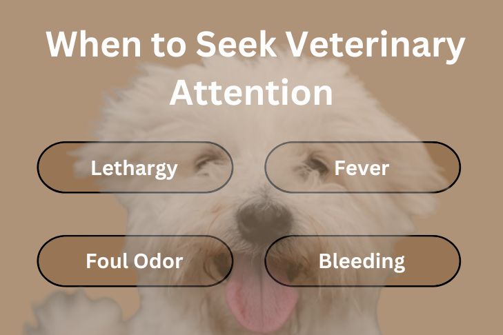 When to Seek Veterinary Attention