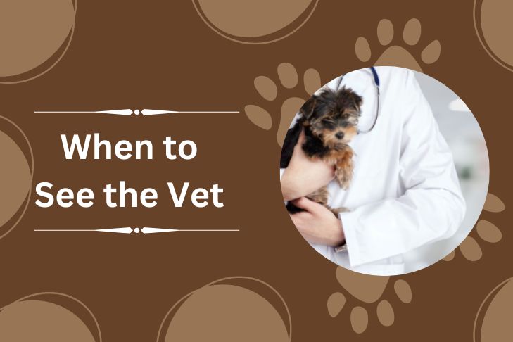 when to see the vet for hypocalcemia