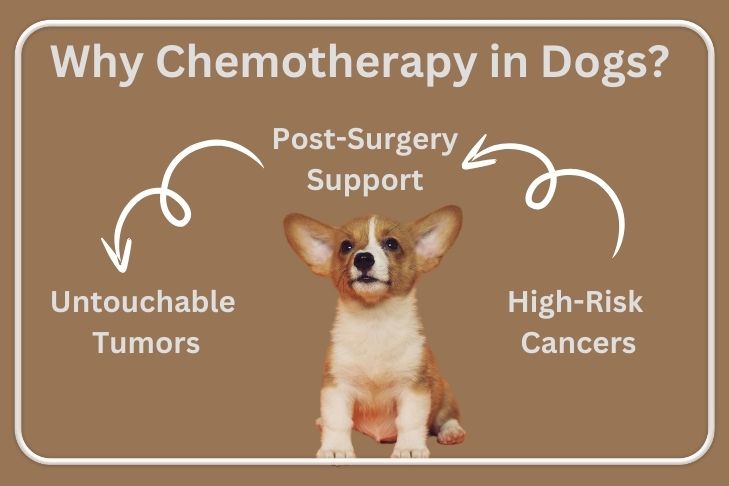 Why Chemotherapy in Dogs